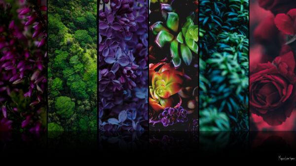 desktop wallpaper with colorful foliage 1080p